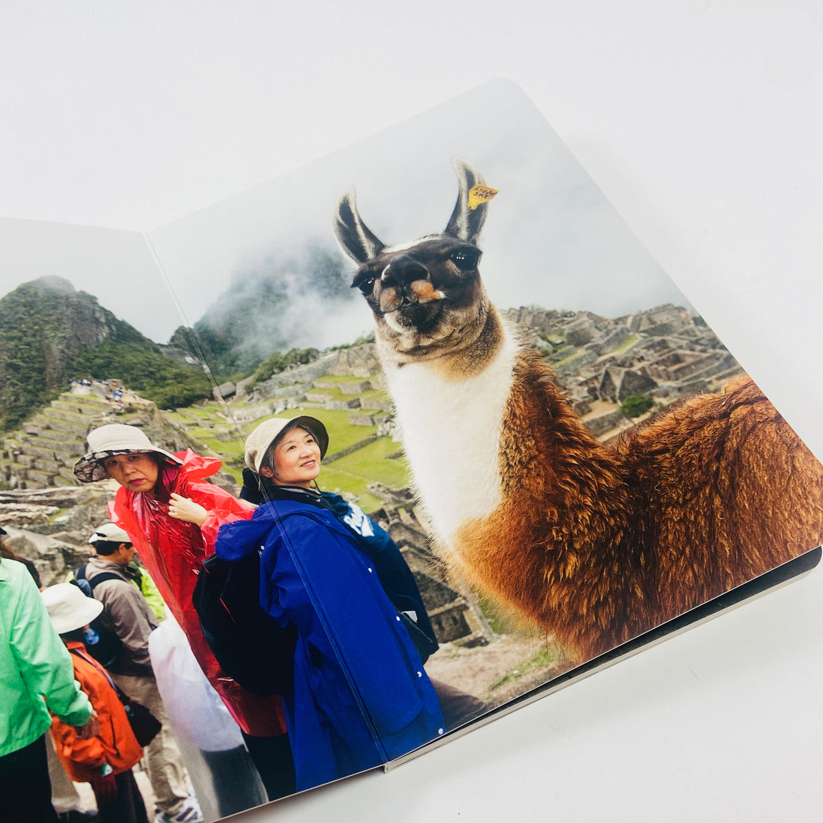 Animals - Martin Parr