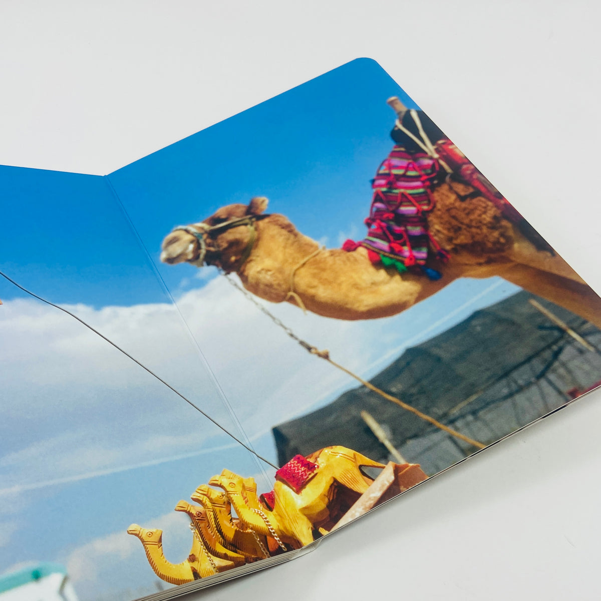 Animals - Martin Parr