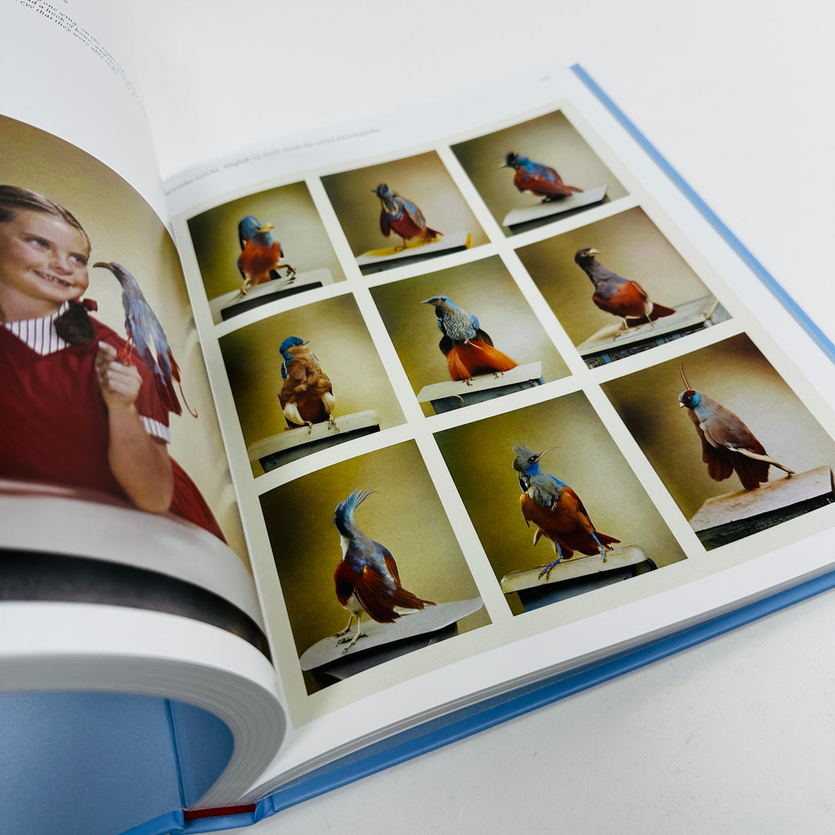Aviary - The Bird in Contemporary Photography