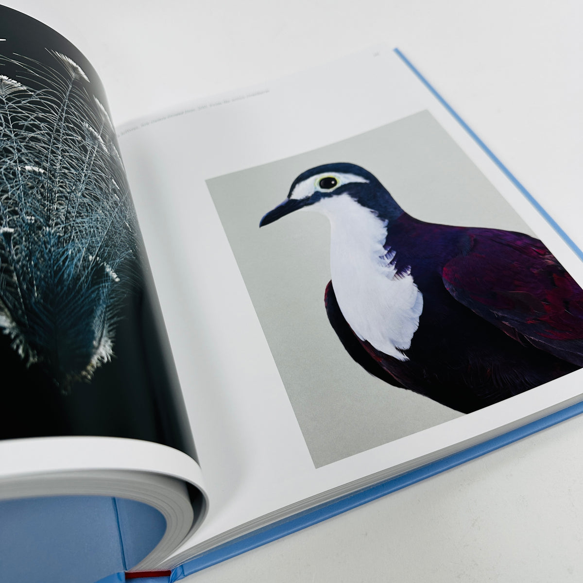 Aviary - The Bird in Contemporary Photography