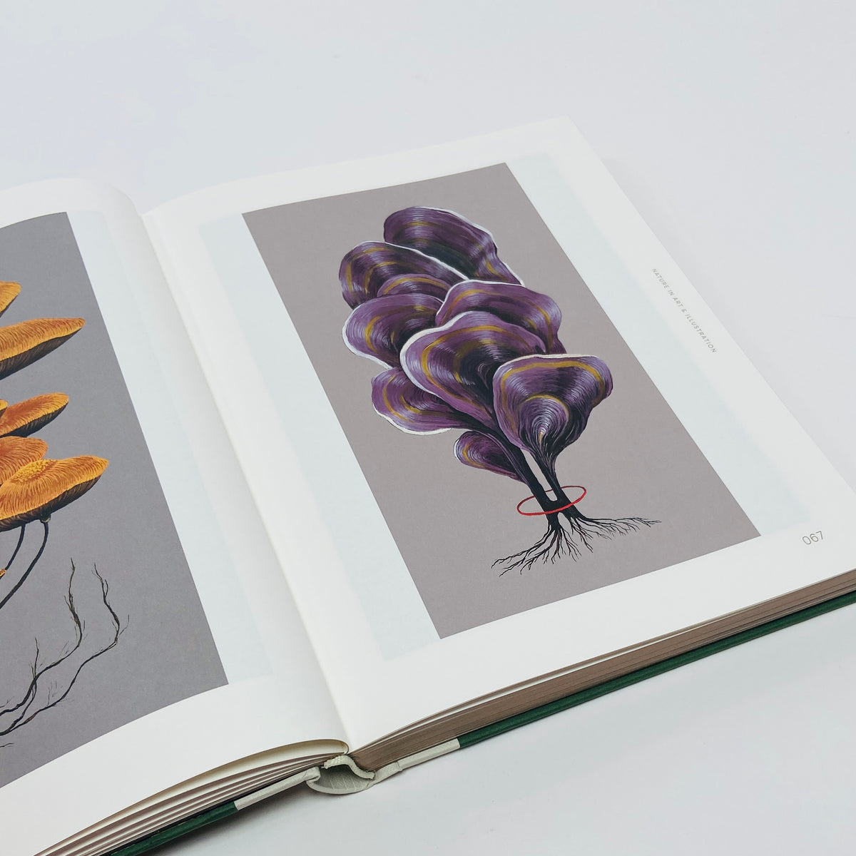 Botanical Inspiration - Nature In Art and Illustration