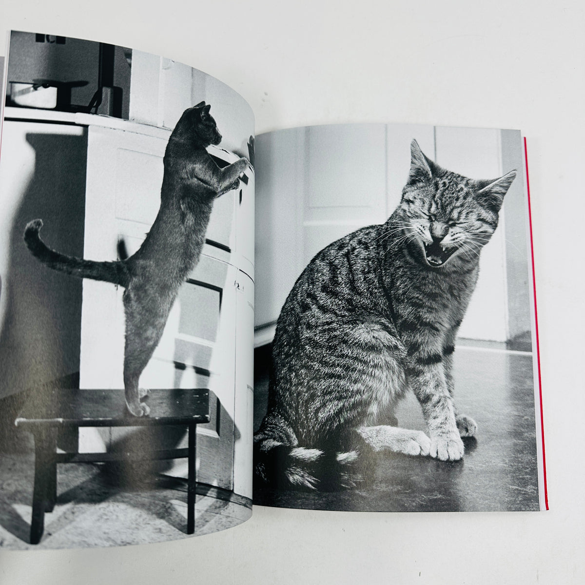 Family Cats - From The Archive 1949 - 1962