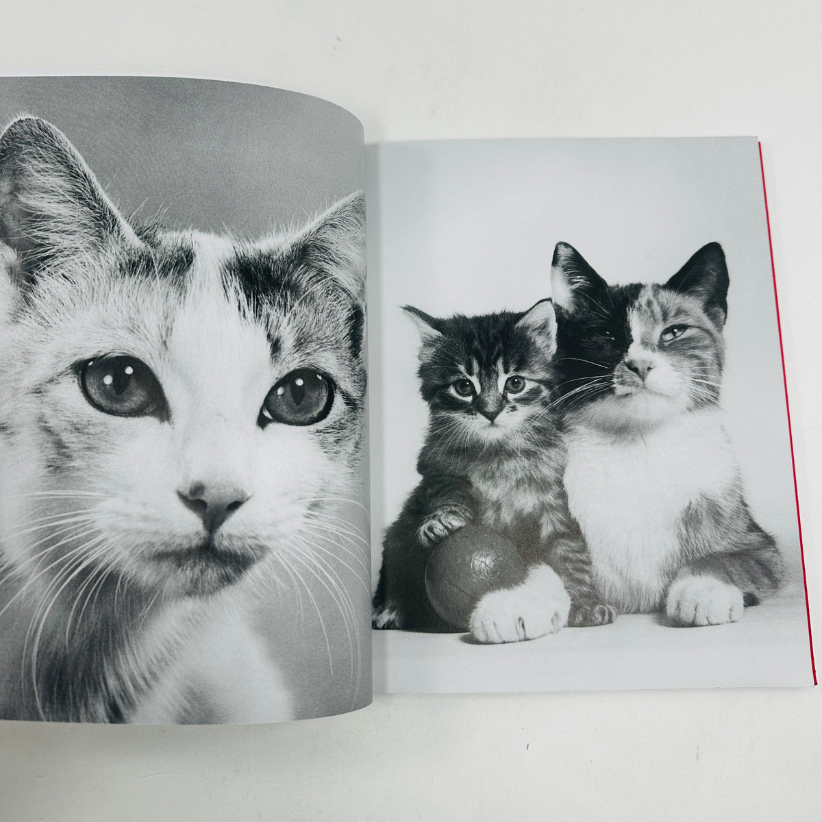 Family Cats - From The Archive 1949 - 1962