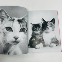 Family Cats - From The Archive 1949 - 1962