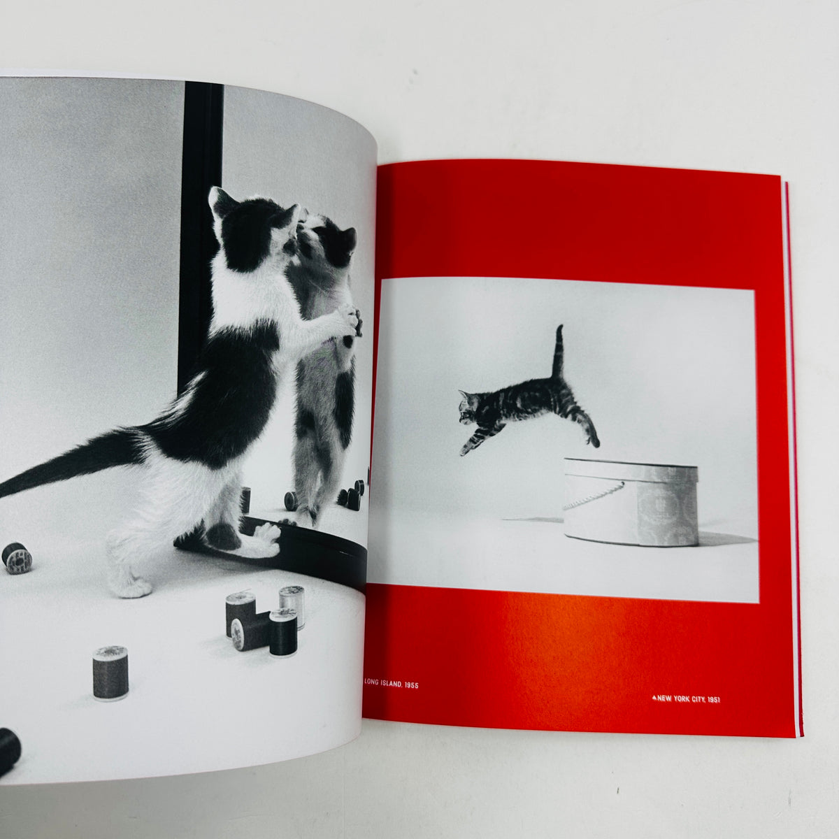 Family Cats - From The Archive 1949 - 1962
