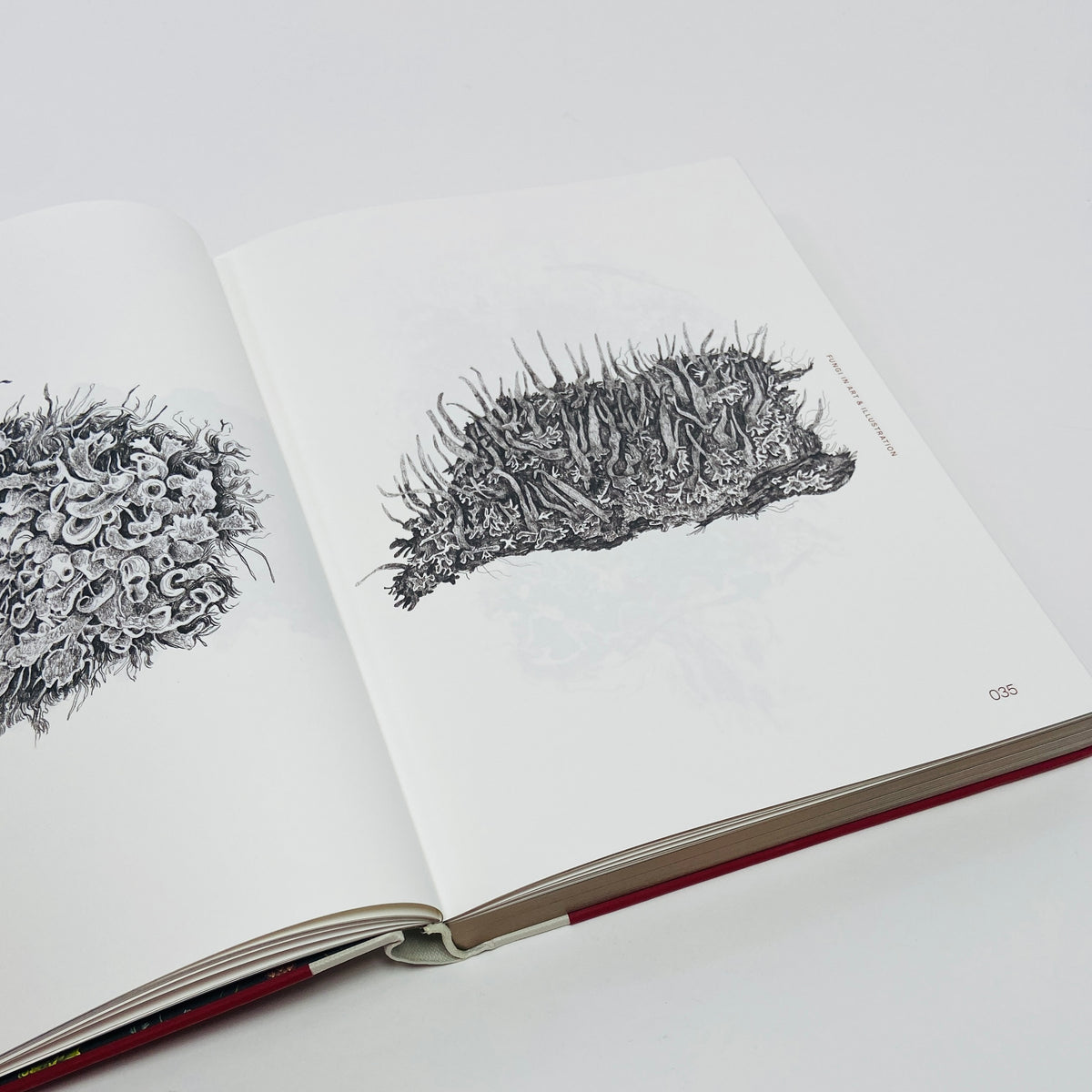 Fungal Inspiration - Art and Design Inspired by Wild Nature