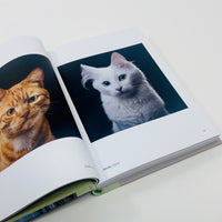 New Photography of the Cat