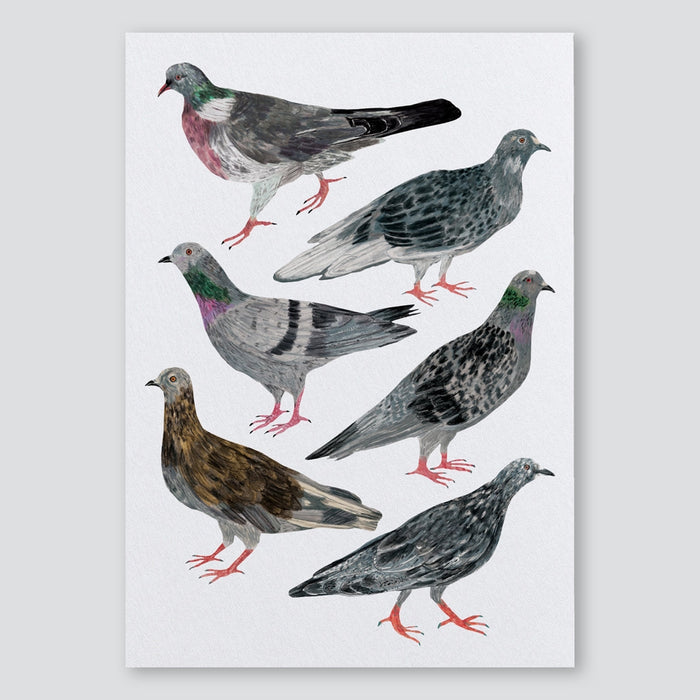 Pigeons A3 Print - James Barker