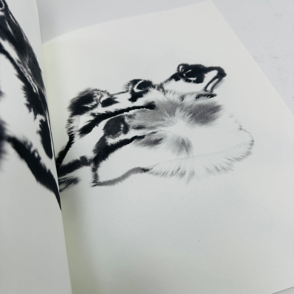 Rop Van Mierlo Colouring Book