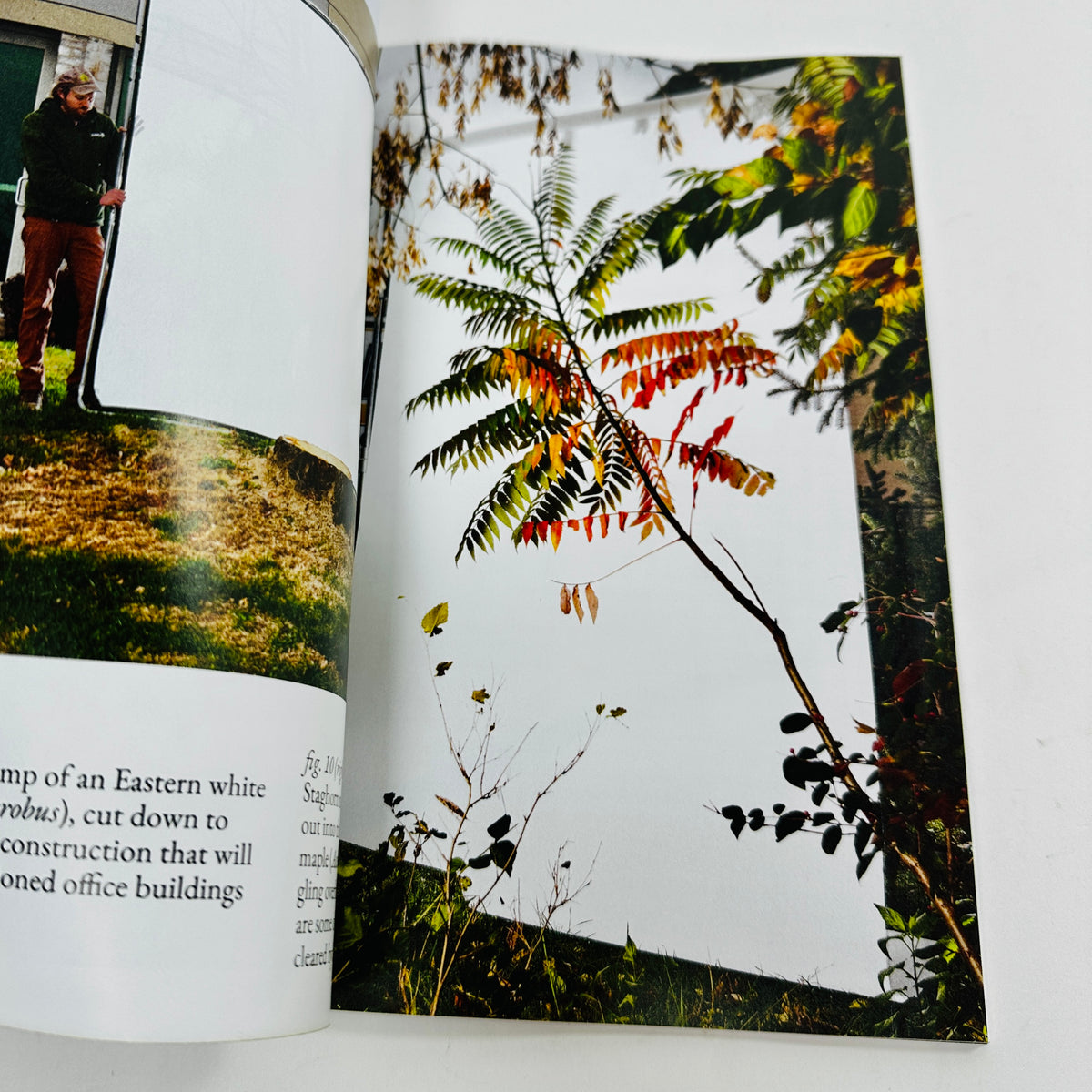 The Baffler #82