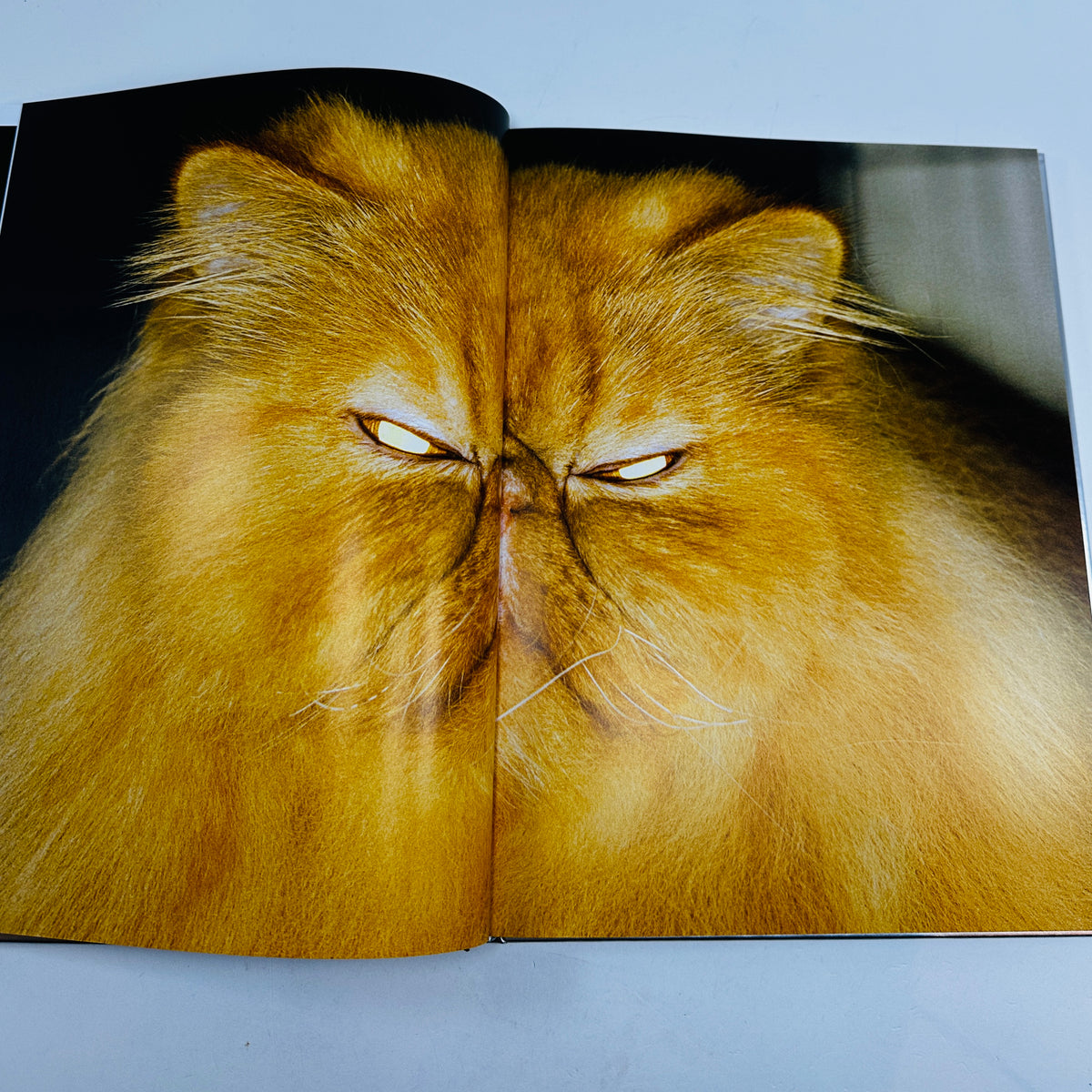 The Best Cat in the World - Felix Swensson