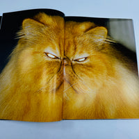 The Best Cat in the World - Felix Swensson