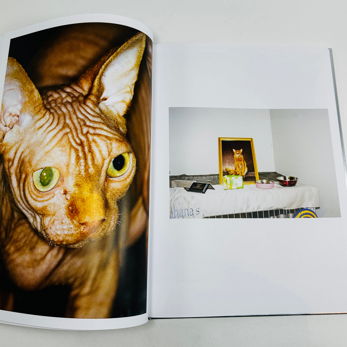 The Best Cat in the World - Felix Swensson