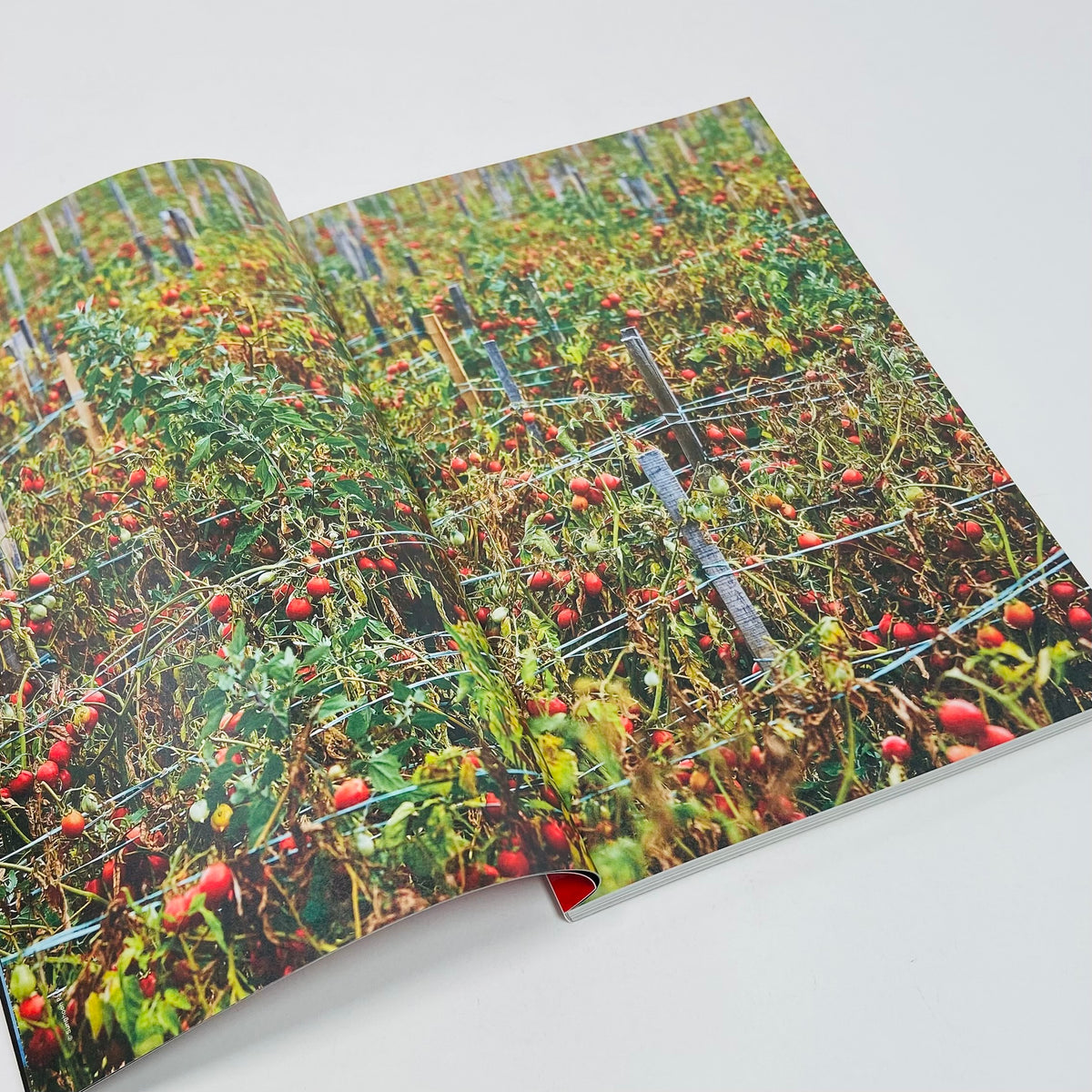 F Magazine #4 - Tomato